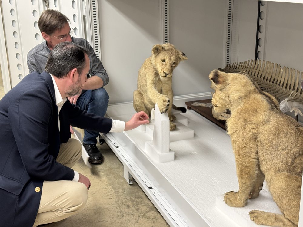 Behind the scenes with the Smithsonian's Roosevelt African Expedition collections - 2025