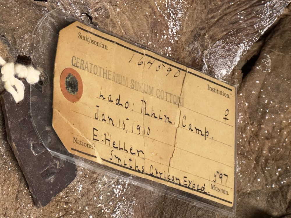 Behind the scenes with the Smithsonian's Roosevelt African Expedition collections - 2025
