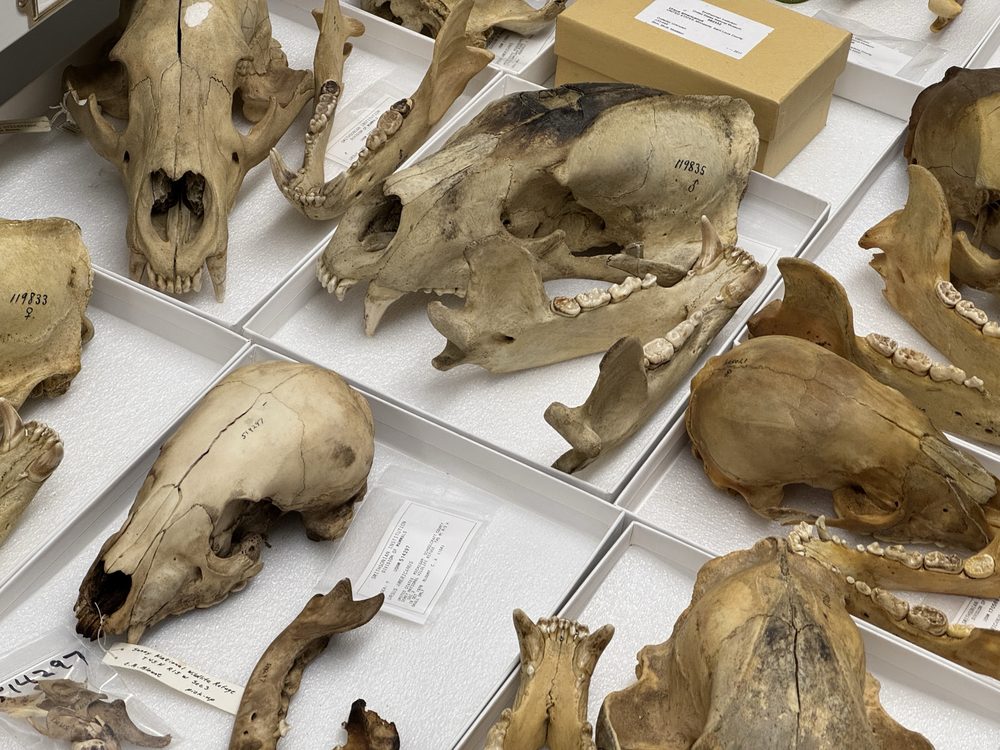 Behind the scenes with the Smithsonian's Roosevelt African Expedition collections - 2025