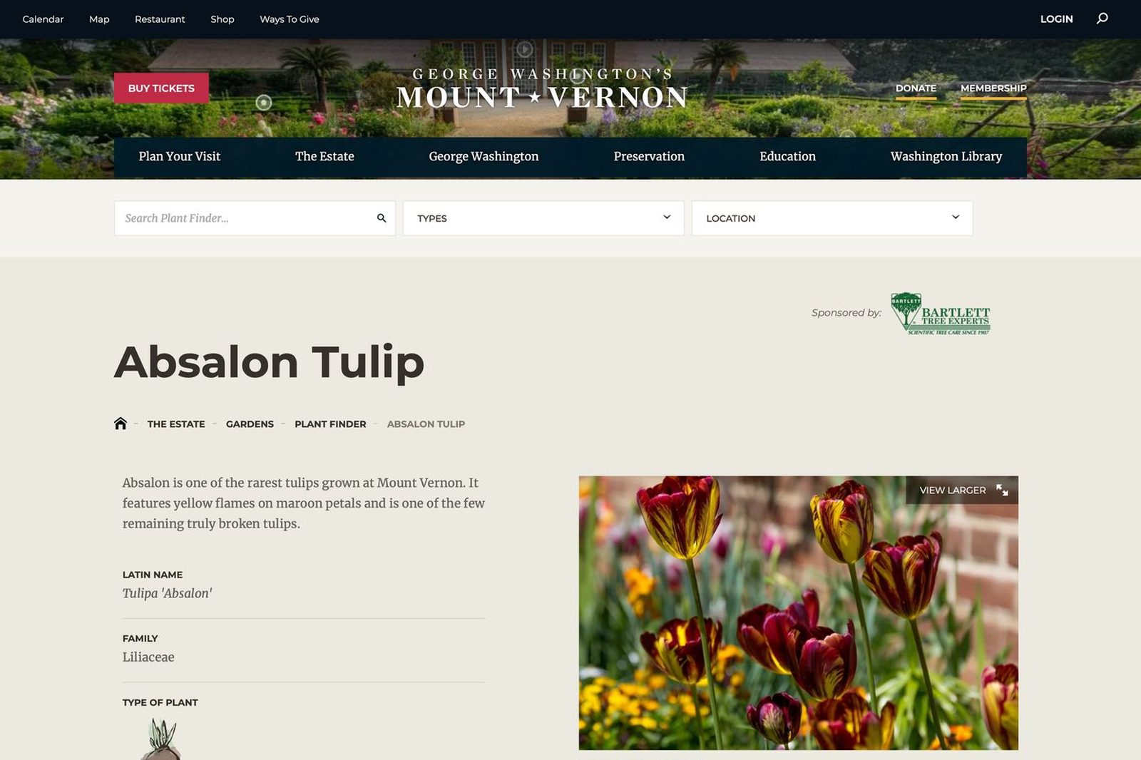 Plant Finder entry — Absalon Tulip